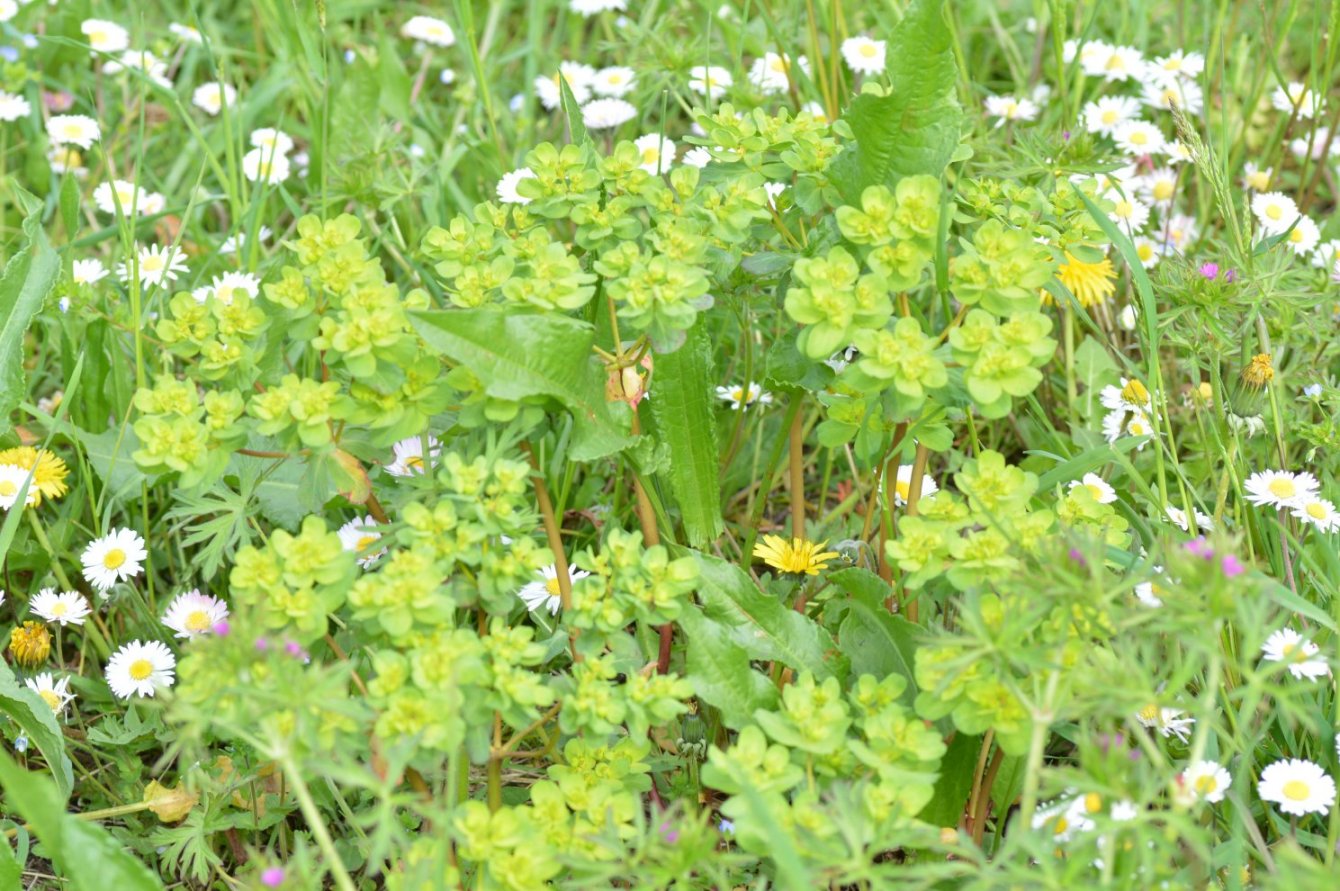 Euphorbia helioscopia